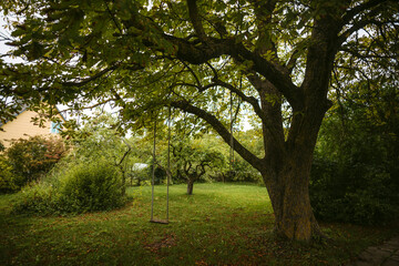 Tall tree with swing on green lawn in countryside