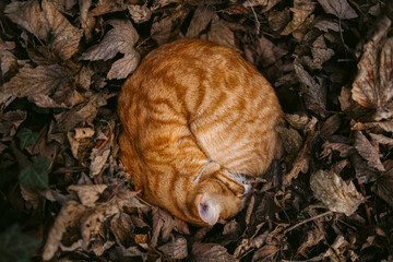 Lonely ginger cat sleeping curled up on dry leaves in garden