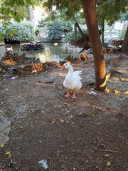 white geese in the park