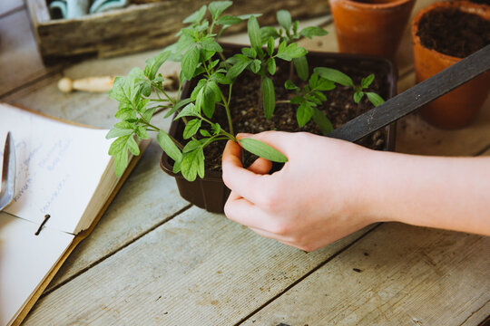 Tomato seedlings