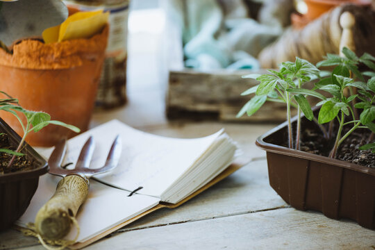 Tomato seedlings