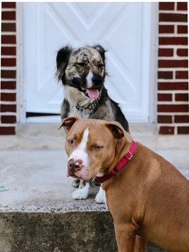 Two Dogs on Back Porch