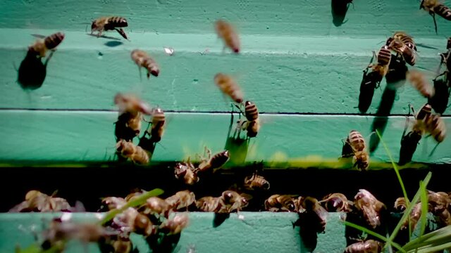 Bienen im Anflug auf den Bienenstock in Zeitlupe