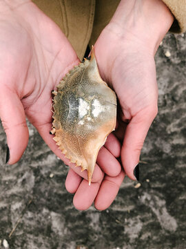 Hands Holding Crabshell