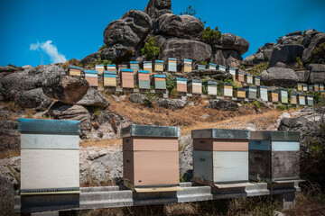 Set of hives at the mountain, bees making natural and ecological honey