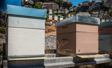 Set of hives at the mountain, bees making natural and ecological honey