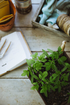Tomato seedlings