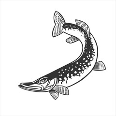 Obraz premium Pike illustration. Fresh seafood template design.