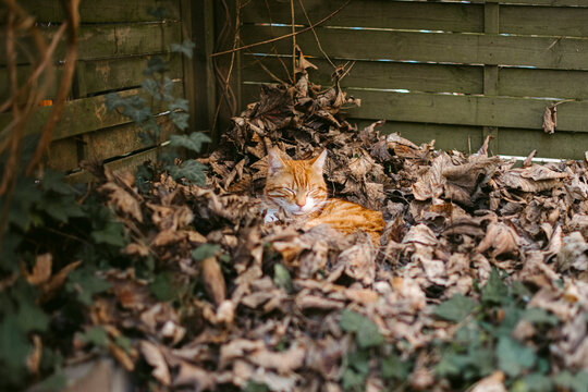 Cute ginger cat sleeping among dry leaves in garden - Powered by Adobe