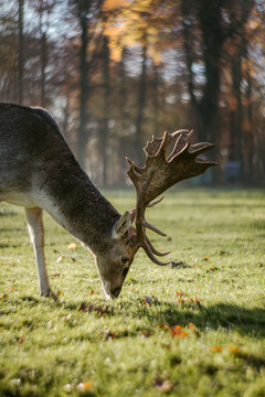 Male red pasturing deer in autumn park