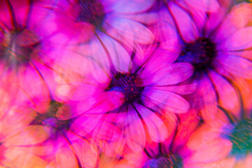 Daisies photographed through prisms