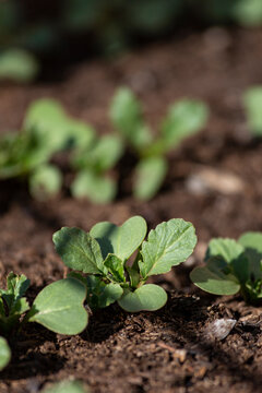 Growing radishes