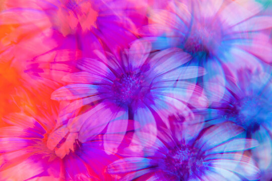 Daisies photographed through prisms