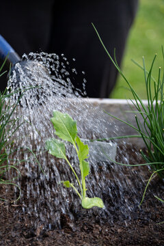 Watering Kohlrabi seedling