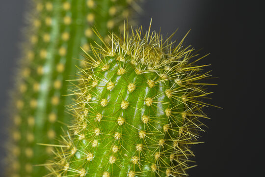 Closeup of parodia leninghausii cactuses under the lights with a blurry background