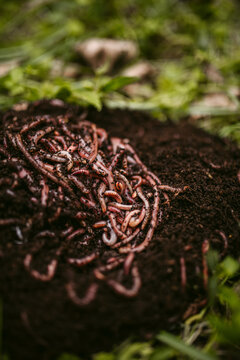 Red brandling worms moving on friable soil outdoors
