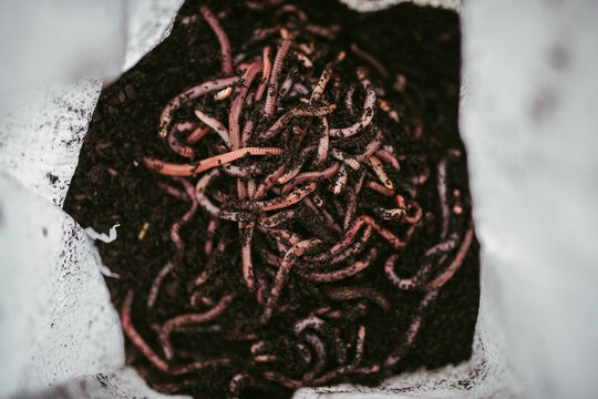Living red worms moving in soil