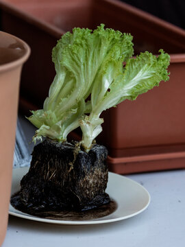 Regrowing Lettuce