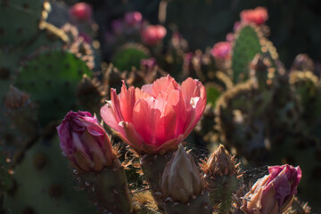 Landscape of Cactus plant  in the desert. Close up thorns. Flower on spring.