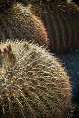 Artistic landscape of Cactus plant  in the desert. Close up thorns.
