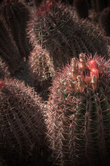 Artistic Landscape of Cactus plant  in the desert. Close up thorns.