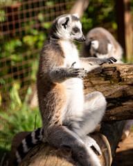 Naklejka na ściany i meble lemur basks in the sun at the zoo