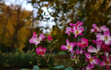 pink flowers in the park