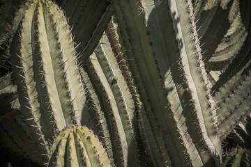Artistic Landscape of Cactus plant  in the desert. Close up thorns.