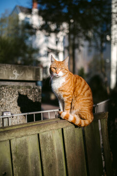 Calm red cat on wooden fence on street in town