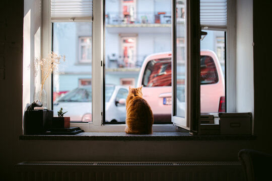 Ginger cat on windowsill at home