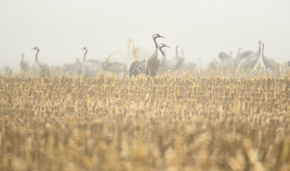 Fototapeta Żurawie w mglisty poranek na rżysku po kukurydzy obraz