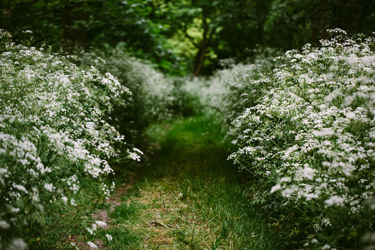 A grass path lined with cow parsley.