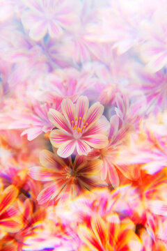 Yellow/pink Lewisia, abstract