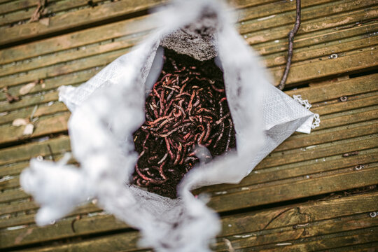Live earthworms put onto soil in synthetic sack
