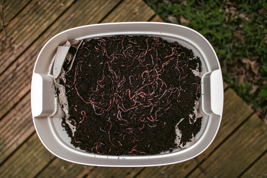 Red earthworms fertilizing soil in plastic pot in daylight