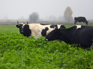 Pasące się krowy na zielonym polu