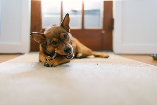 Dog Chewing Bully Stick