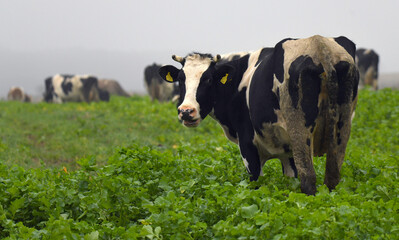 Pasące się krowy na zielonym polu