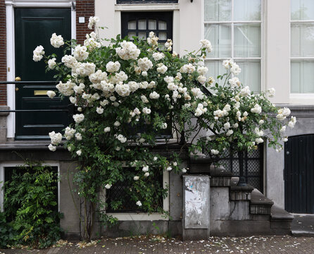 stairs with flowers