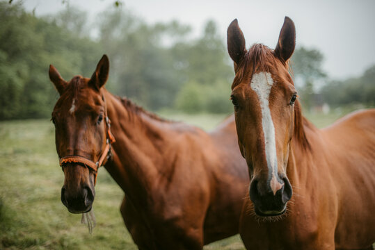Chestnut horses grazing in nature