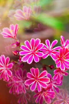 Lewisia abstract