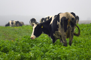 Pasące się krowy na zielonym polu - obrazy, fototapety, plakaty