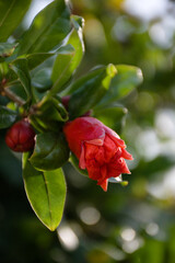 pomegranate tree