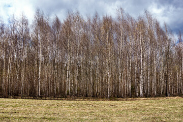 Spring birch forest