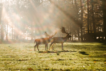 Wild deer in green park on sunny day
