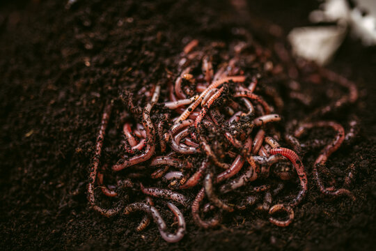 Thin red earthworms moving in soil