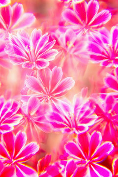 Lewisia abstract