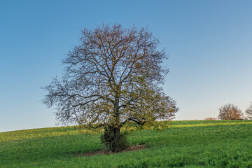 Fototapeta na wymiar Obstbäume im Herbst