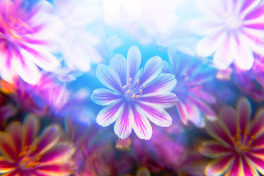 Lewisia abstract