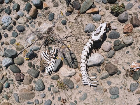 Bleached Skeletal Remains